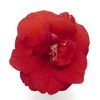 Double Impatiens  'Fiesta Coral Bells'