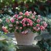 Double Impatiens  'Fiesta Ole Peach Sorbet'