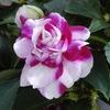 Double Impatiens 'Fiesta Ole Purple Stripe'