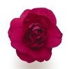 Double Impatiens 'Fiesta Ole Purple'