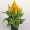 Celosia 'Fresh Look Yellow'