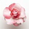 Double Impatiens  'Fiesta Sparkler Salmon''