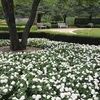 Double Impatiens 'Fiesta White'