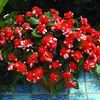 Double Impatiens  'Silhouette Orange Star'