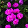 Double Impatiens 'Silhouette Pink'