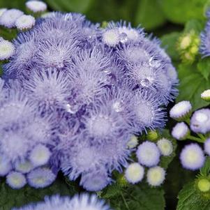 Ageratum 'Hawaii Blue'
