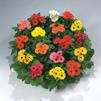 Gerbera 'Royal Premium Mix'