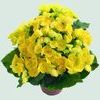 Hiemalis Begonias 'Blitz'