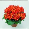 Hiemalis Begonias 'Carneval'