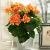 Hiemalis Begonias 'Dark Britt'