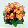 Hiemalis Begonias 'Julie'
