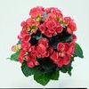 Heimalis Begonias  'Kleo'