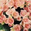 Hiemalis Begonias 'Nelly'