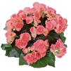 Hiemalis Begonias 'Netja Dark'