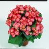 Hiemalis Begonias 'Peggy'