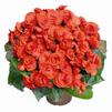 Hiemalis Begonias 'Veronica'
