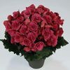 Heimalis Begonias  'Berseba'