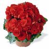 Heimalis Begonias  'Berseba Red'