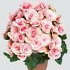 Heimalis Begonias  'Borias'