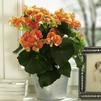 Hiemalis Begonias 'Brigitte'