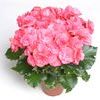 Heimalis Begonias  'Dragona'