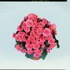 Heimalis Begonias  'Fuga'