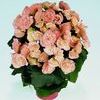 Heimalis Begonias  'Fuga Cream'