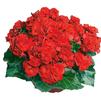 Hiemalis Begonias 'Olympic Red'