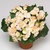 Heimalis Begonias  'Sophia'