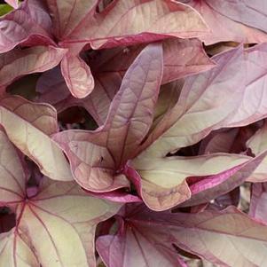 Ipomoea 'Sweet Caroline Red'