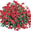 Ivy Geraniums 'Contessa Red'