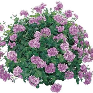Ivy Geraniums 'Temprano Lavender'