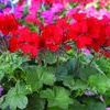Ivy Geraniums 'Caliente Fire'