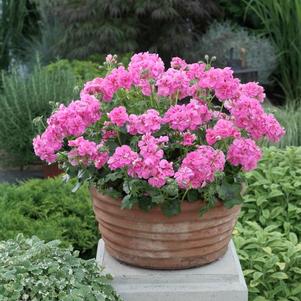 Ivy Geraniums 'Temprano Pink'