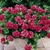 Ivy Geraniums 'Freestyle Arctic Red'