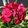 Ivy Geraniums 'Freestyle Burgundy'