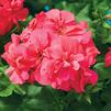 Ivy Geraniums 'Freestyle Cherry Rose'