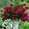 Ivy Geraniums 'Freestyle Dark Red'