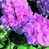 Ivy Geraniums 'Freestyle Lavender'