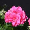 Ivy Geraniums 'Freestyle Pink'