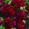 Ivy Geraniums 'Freestyle Ruby Red'