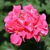 Ivy Geraniums  'Freestyle Salmon'