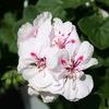 Ivy Geraniums 'Freestyle White'