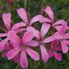 Ivy Geraniums 'Lila Compact Cascade'