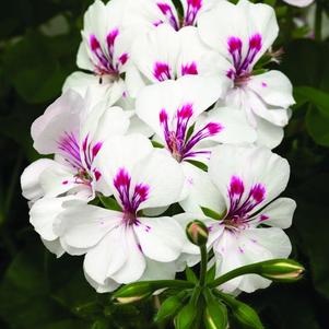 Ivy Geraniums 'Contessa White'