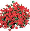 Ivy Geraniums 'Temprano Orange'