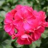 Ivy Geraniums 'Contessa Rose'