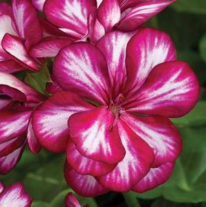 Ivy Geraniums 'Contessa Burgundy Bicolor'