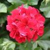 Ivy Geraniums 'Temprano Red'