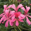 Ivy Geraniums 'Sofie Cascade'